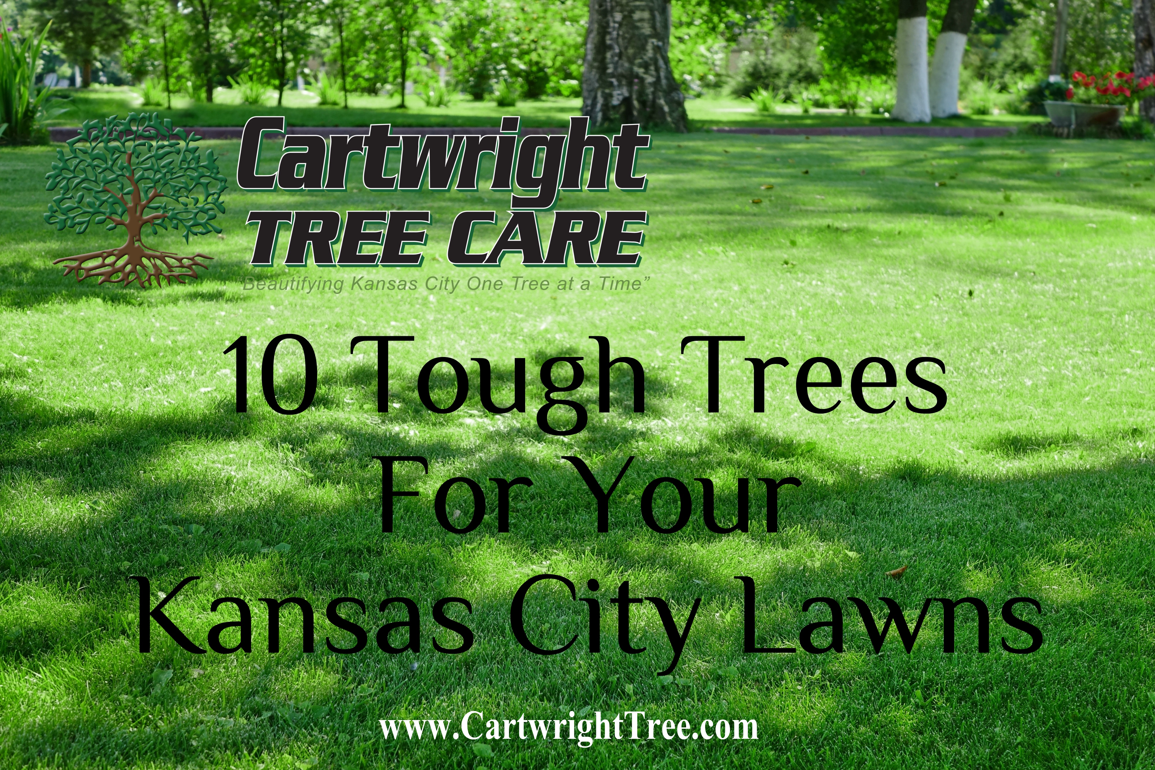 10 Tough Trees For Your Kansas City Lawns